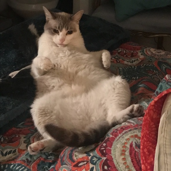 To Bookmark ChoosyShop’s Closet, Like this Listing - Picture 9 of 16